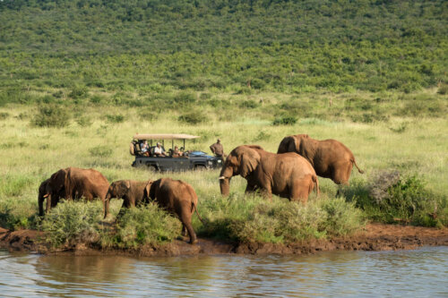 Morukuru River House Elephants 2